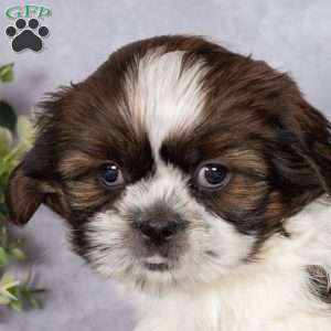 Captain, Shih Tzu Puppy
